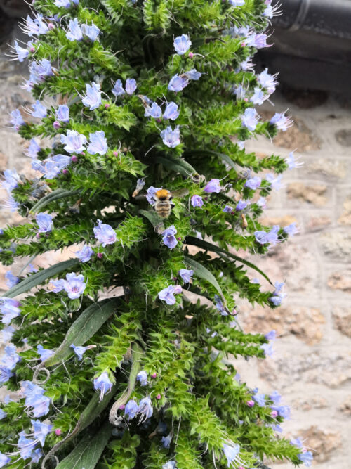 Echium pininana, reuzenslangenkruid